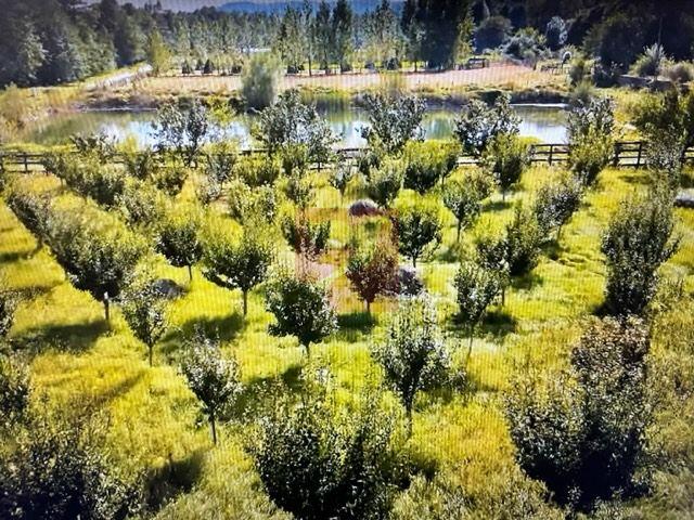 O proprietate de exceptie la Corbi, 18 ha, izvor, lac, pastravarie - 5