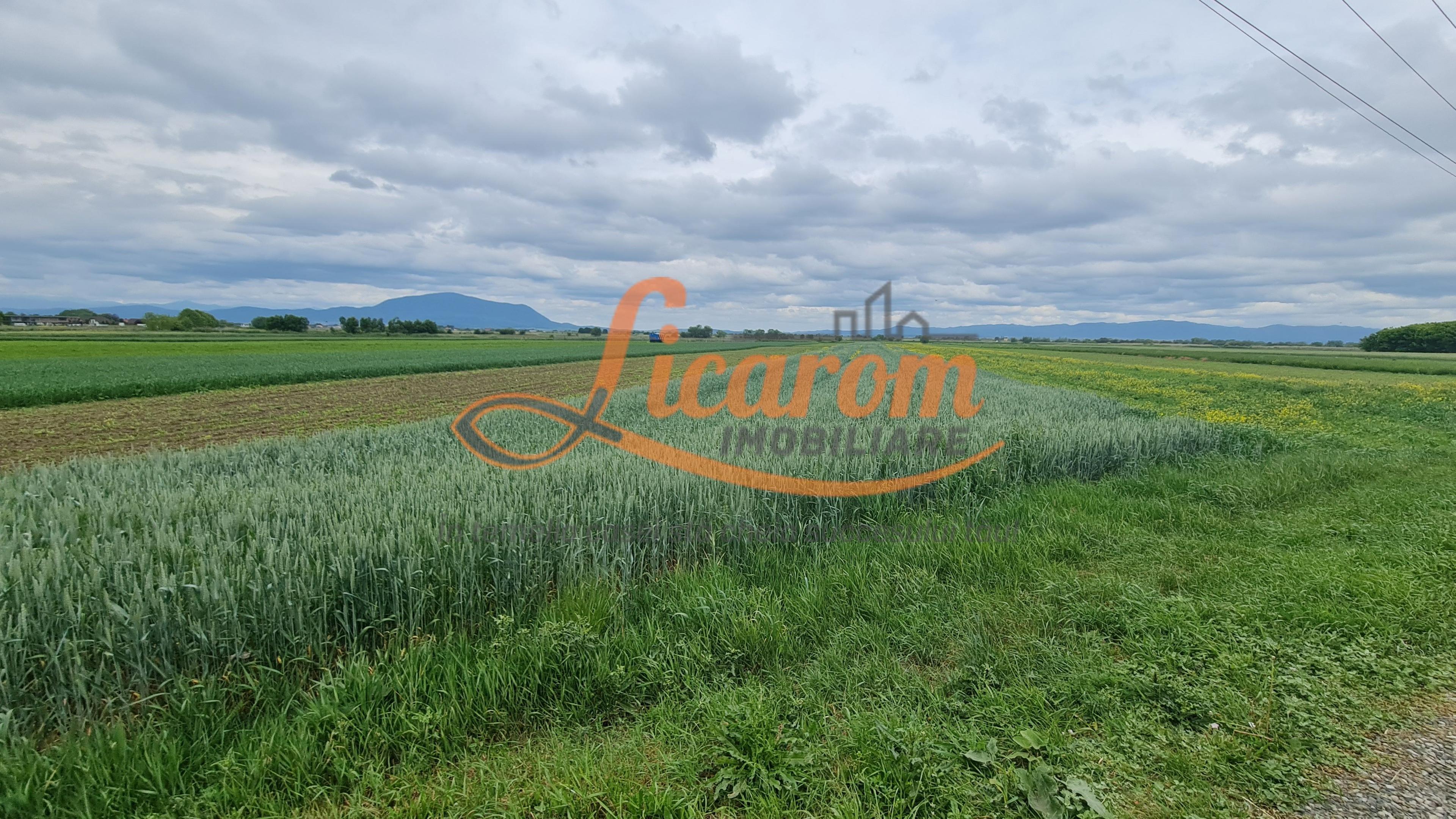 Teren Stupini Calea Feldioarei 11800 mp,25 euro/mp, front asfalt-DN13 - 5