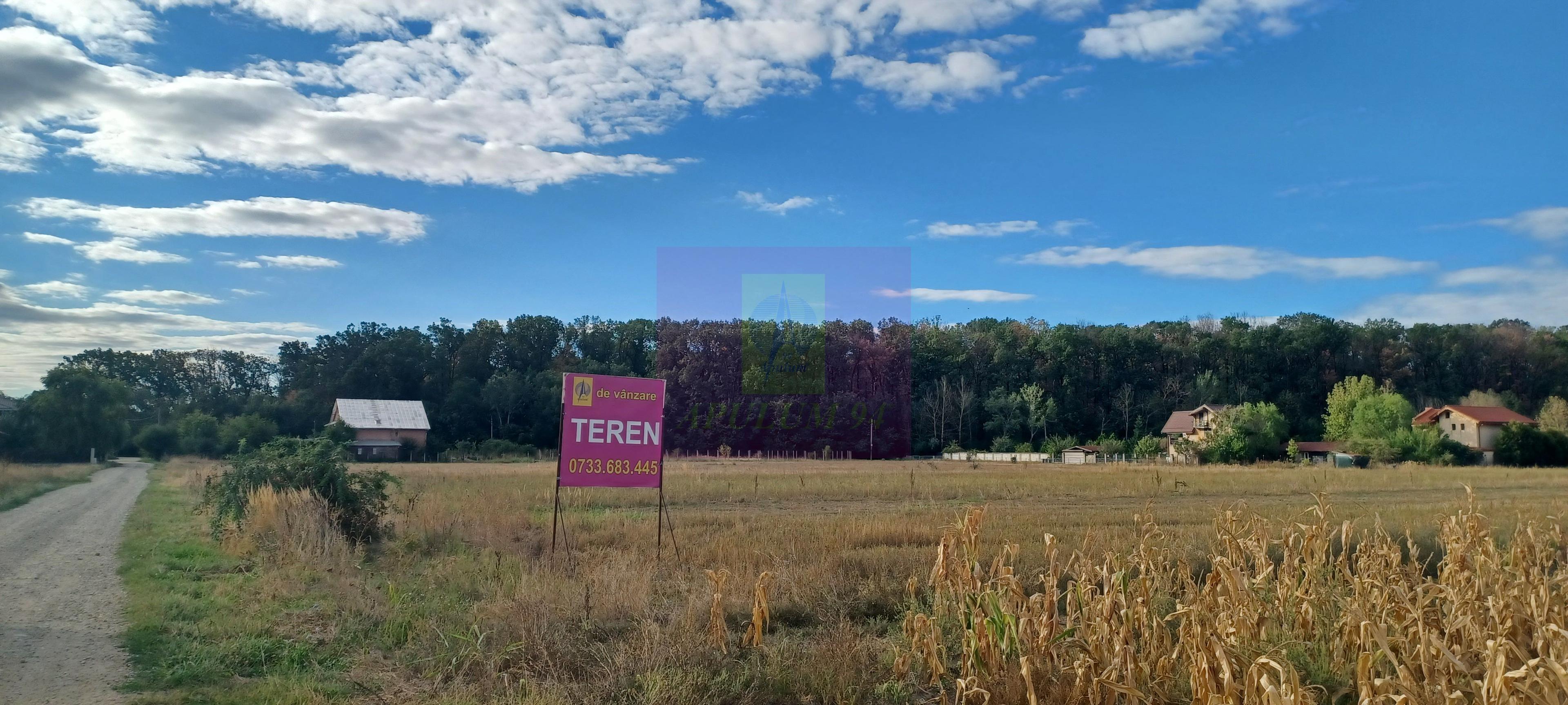 Gulia teren 11.157 mp, lângă Pădurea Cereanca - 1