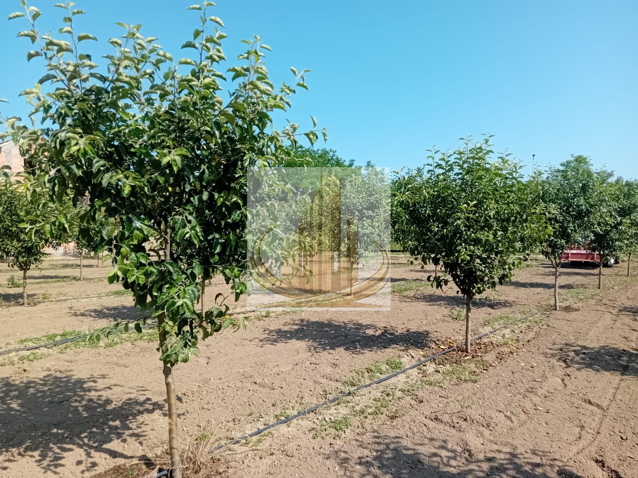Vand/Schimb Livada Belint 16000mp - 9