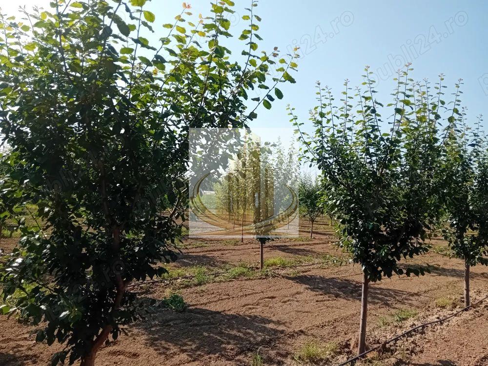 Vand/Schimb Livada Belint 16000mp - 1