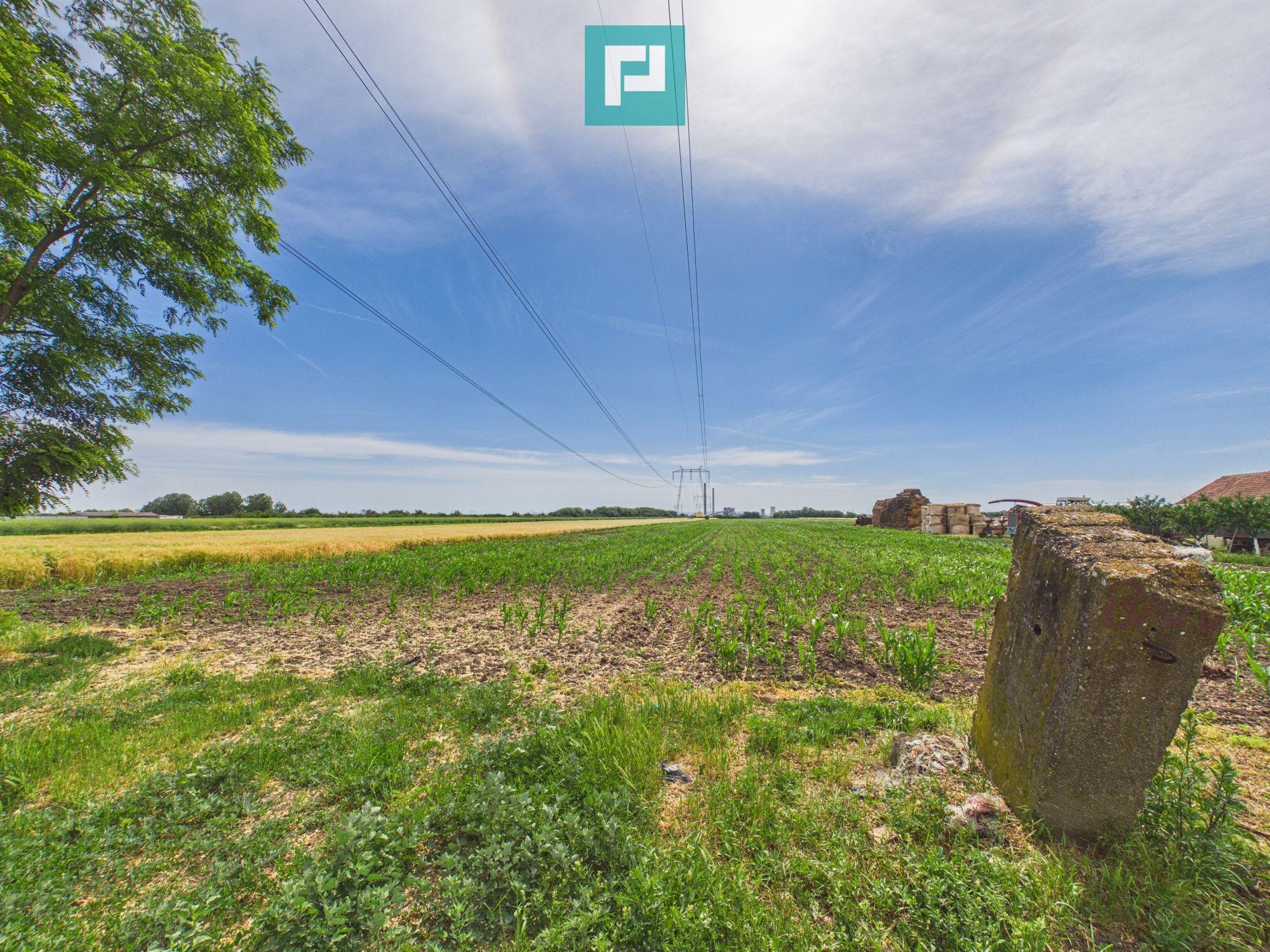Teren extravilan 5000 mp, Arad - 7