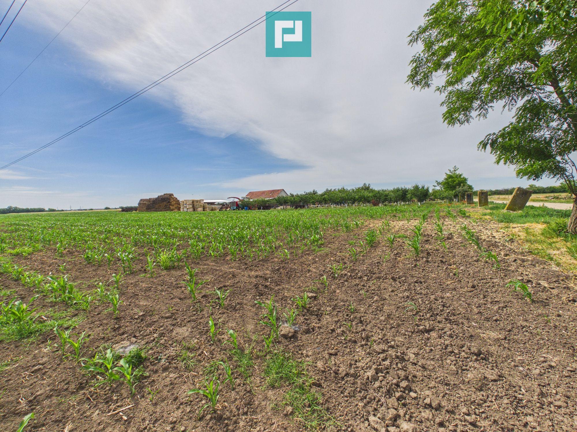 Teren extravilan 5000 mp, Arad - 6