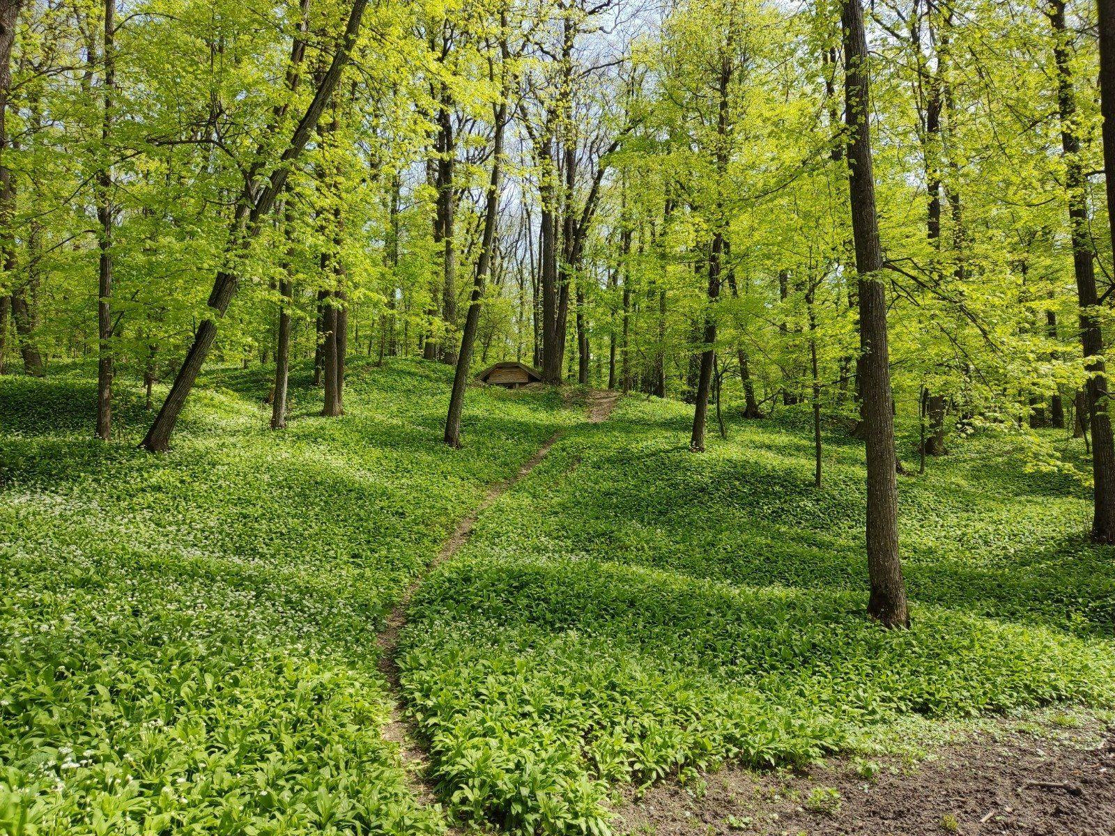 🌲 Teren 7.100 mp cu pădure proprie – Bârnova, lângă Iași - 3