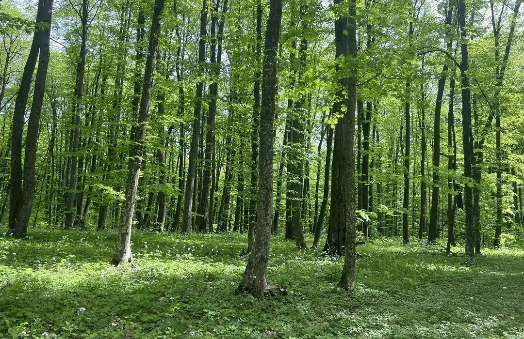 🌲 Teren 7.100 mp cu pădure proprie – Bârnova, lângă Iași - 2