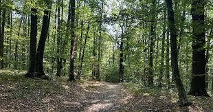 🌲 Teren 7.100 mp cu pădure proprie – Bârnova, lângă Iași