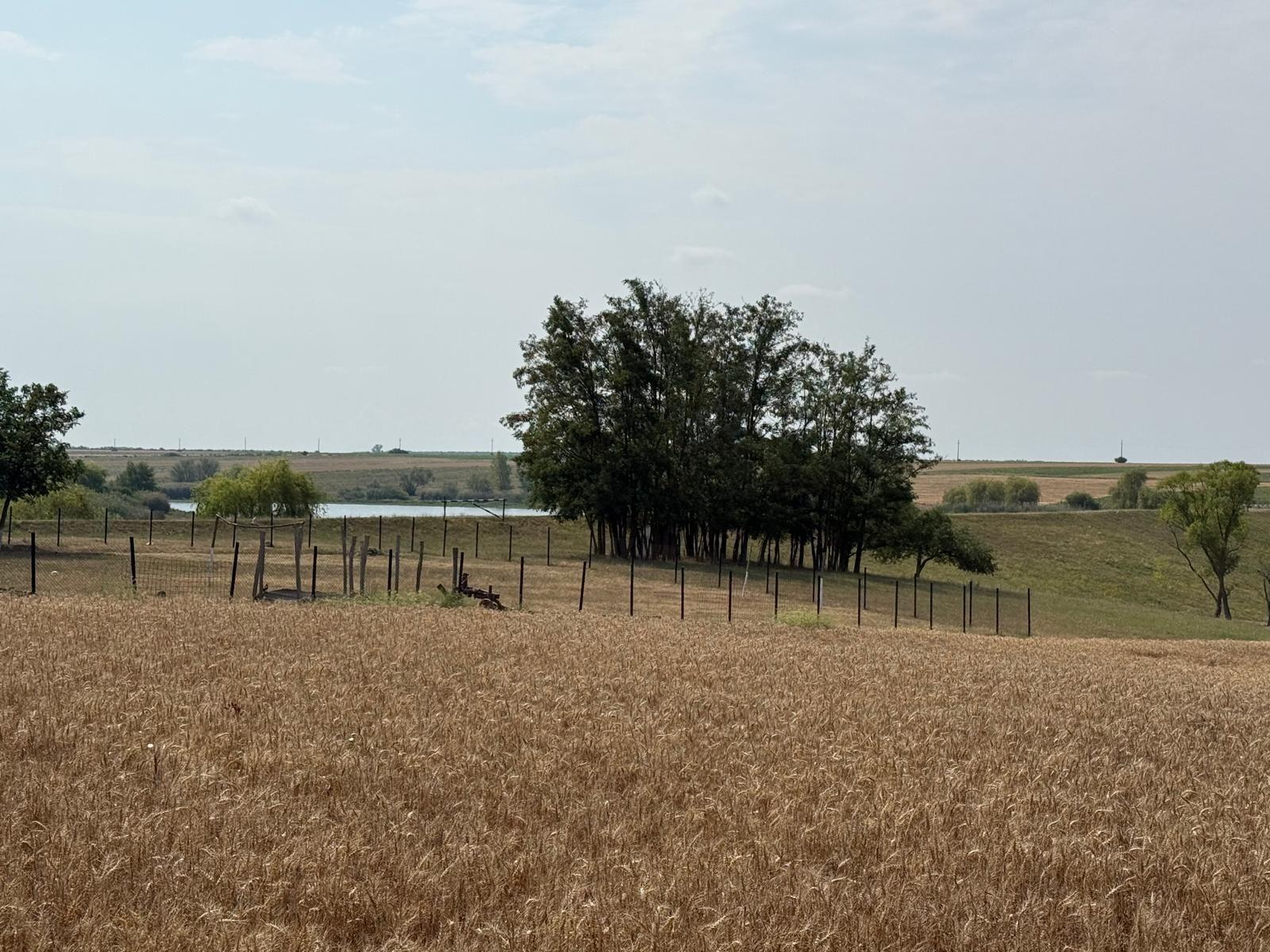 Teren intravilan Miersig, vedere la lac. 12,5 E/mp neg. Comision 0 - 6