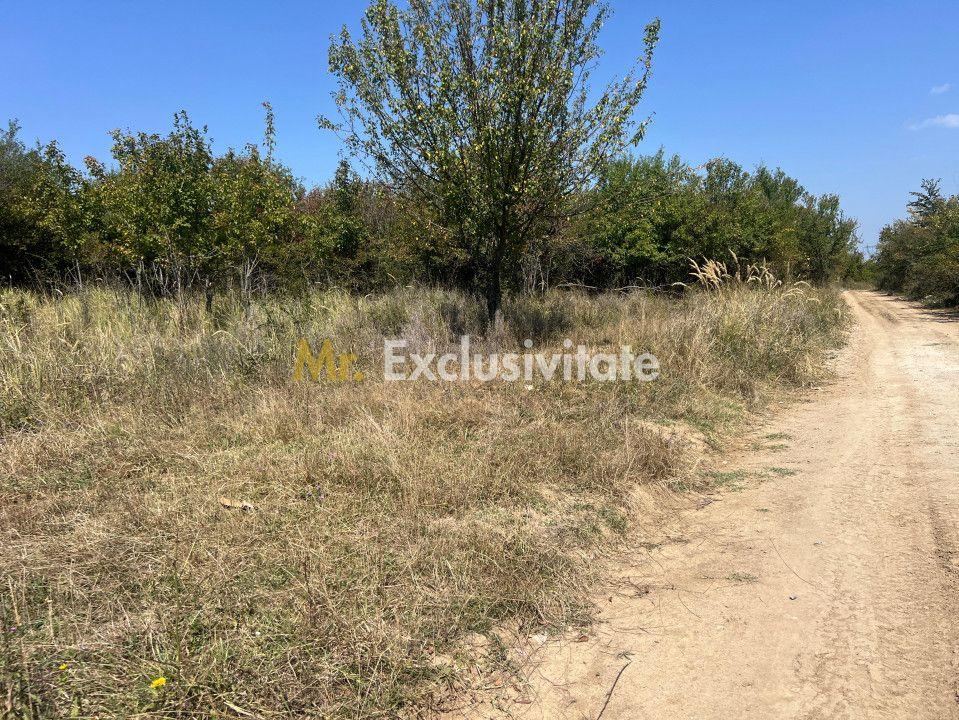 Teren intravilan 5744 mp Mosoaia-Prunilor - 1