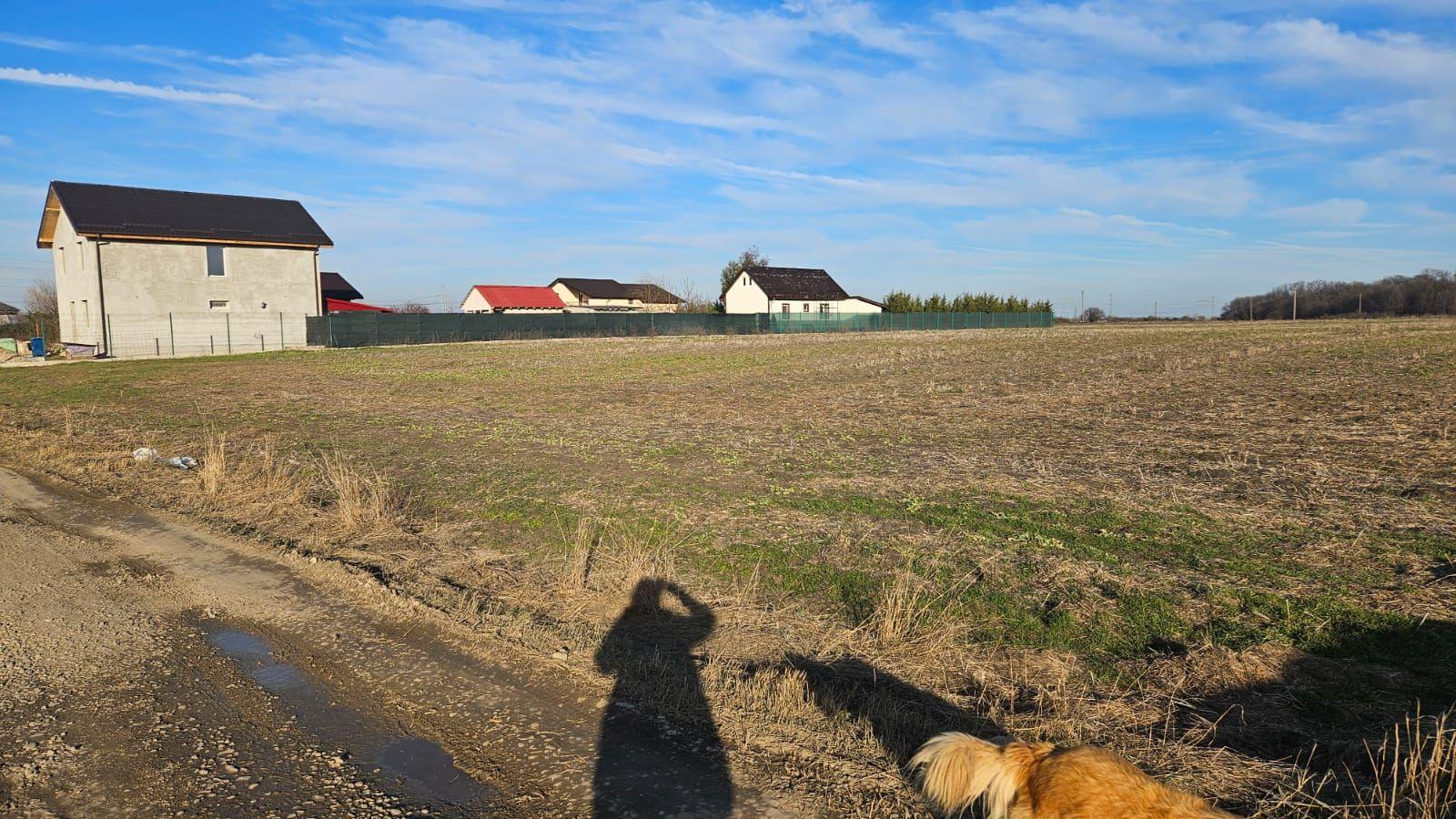 Vand teren cu suprafata de 26.000mp intravilan in Cornetu - Magurele - 2