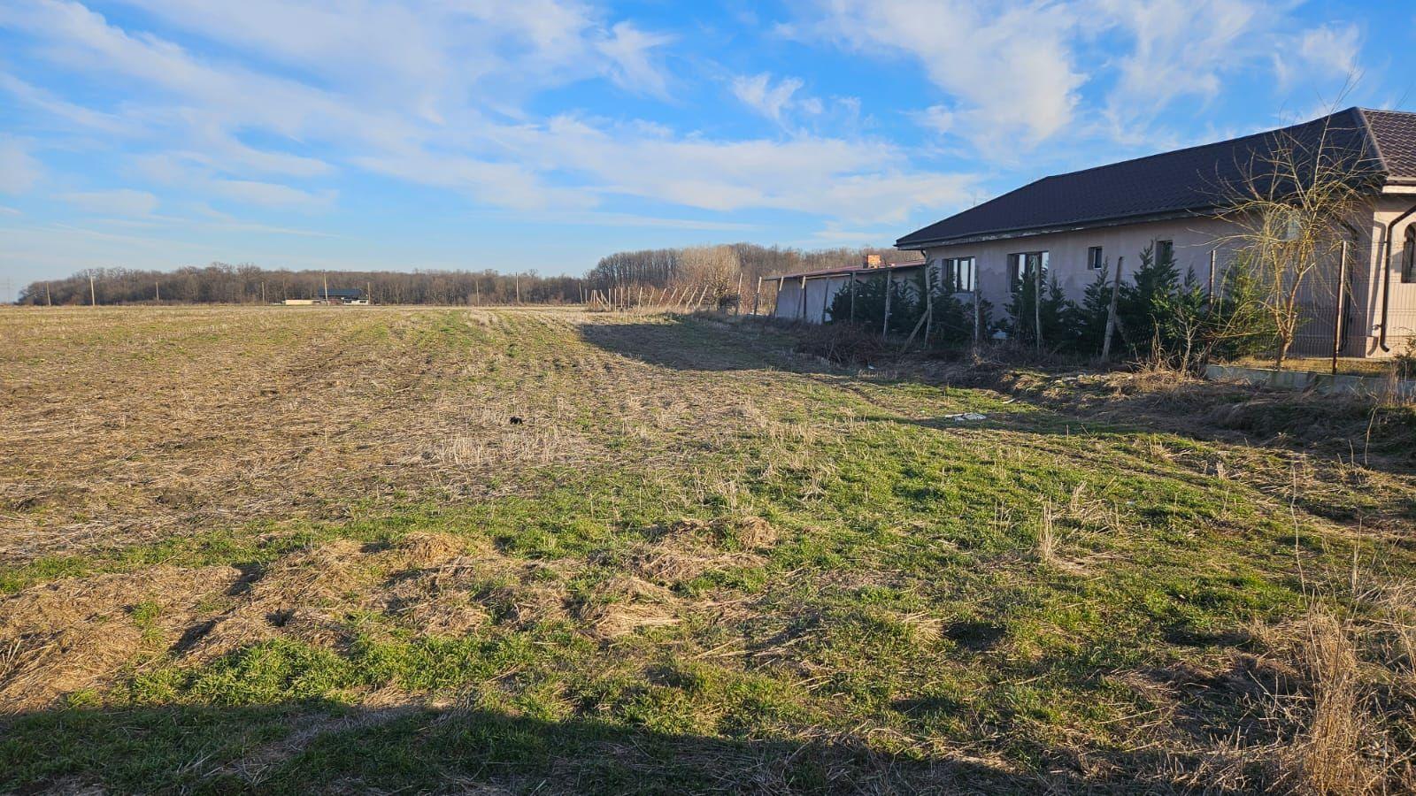 Vand teren cu suprafata de 26.000mp intravilan in Cornetu - Magurele - 3