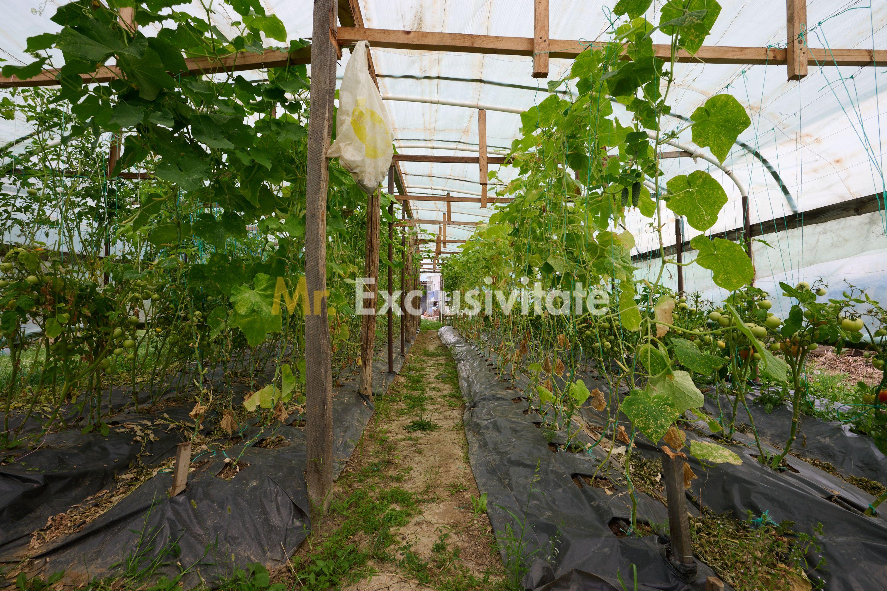 Casă cu teren generos – Vedea-Arges - 32