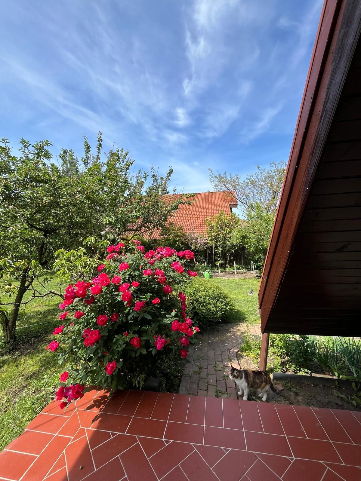 Casă elegantă, spațioasă, ideală pentru familie – Sanmihaiu Roman - 27