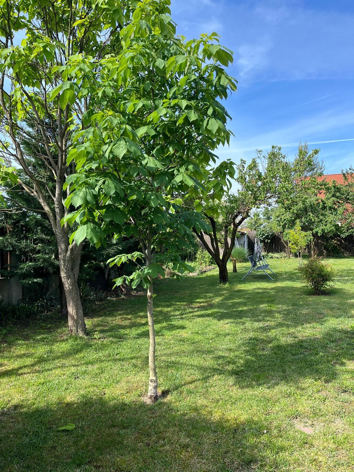Casă elegantă, spațioasă, ideală pentru familie – Sanmihaiu Roman - 31