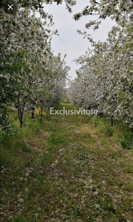 De Vânzare Casă Valea Vinului - 15