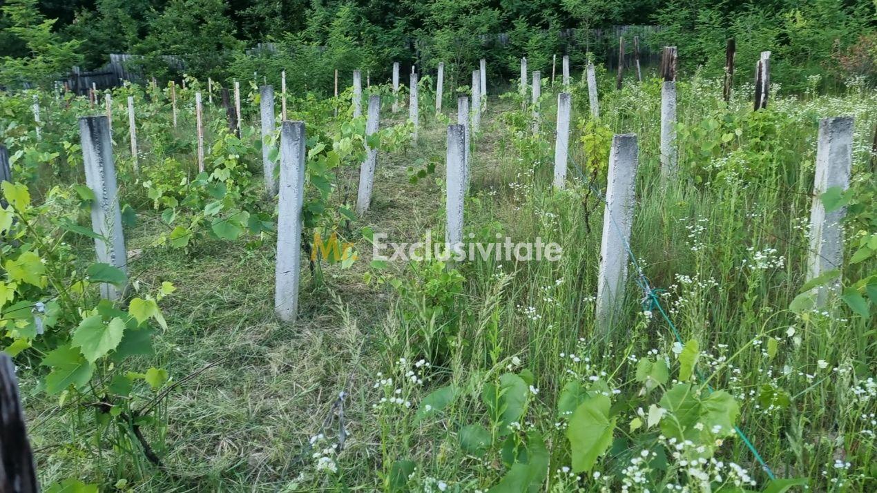 Casă P+M cu 1.558 mp teren, livadă și garaj - 14