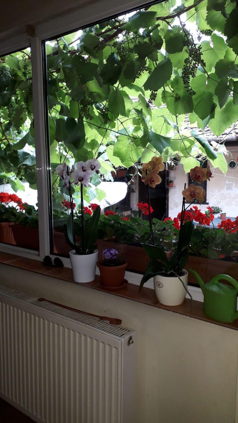 Casă individala cu etaj, având 2 apartamente separate în Timișoara - 12