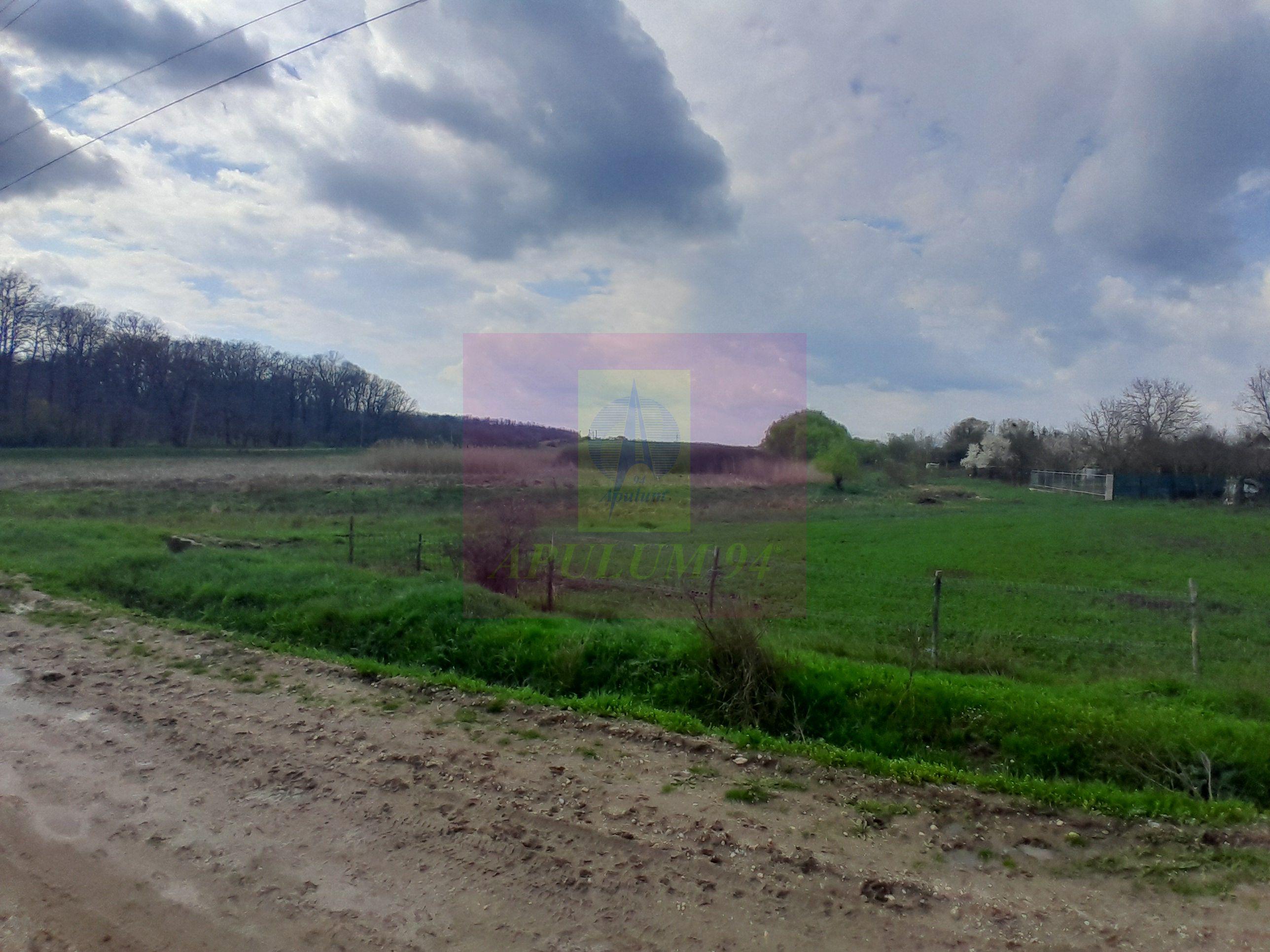 GIURGIU - SE VINDE TEREN 3400 MP IN SAT PODU ILFOVATULUI - 14