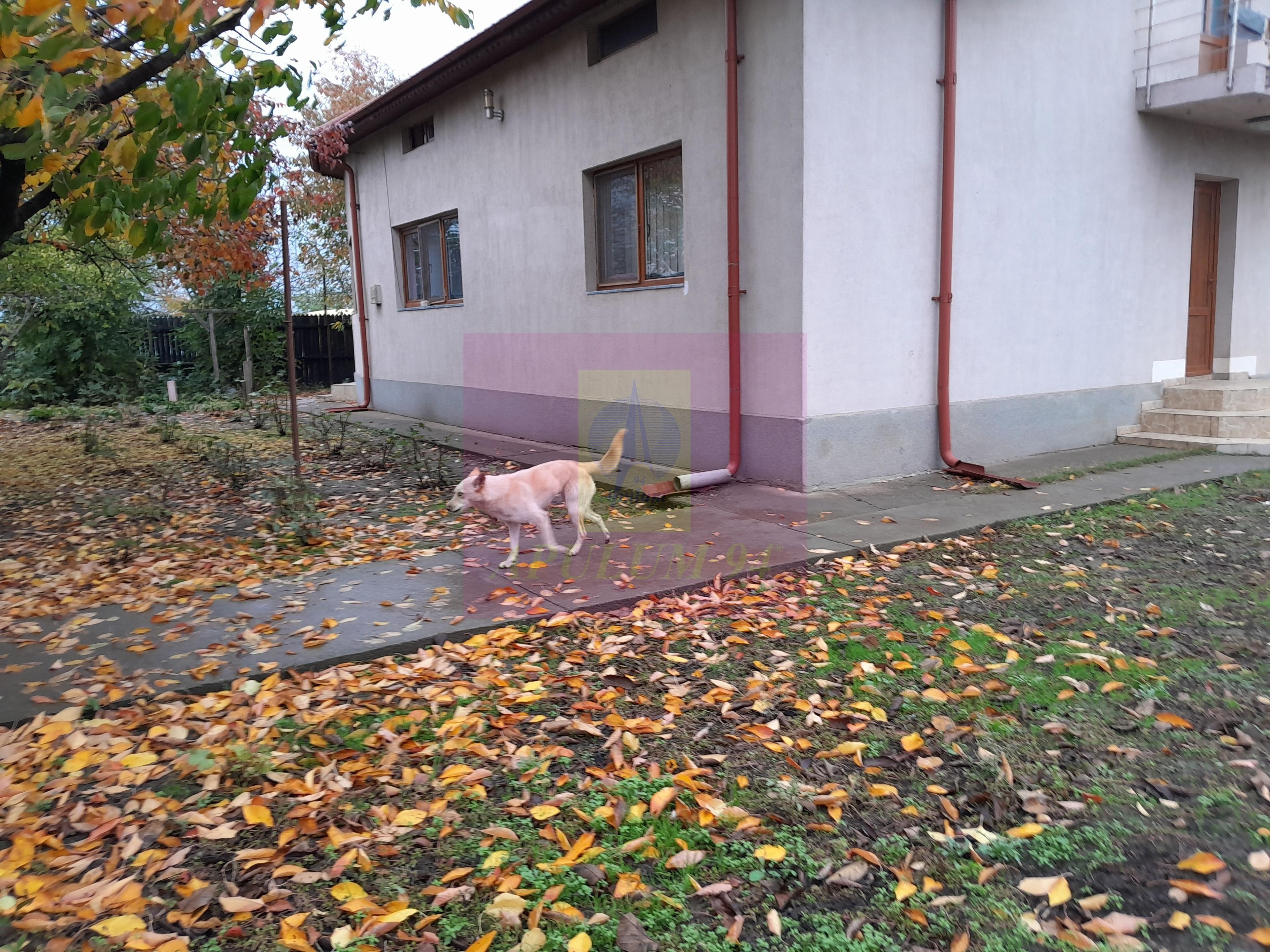 ILFOV - SE VINDE CASA IN ISLAZ / COM. BRANESTI - 38