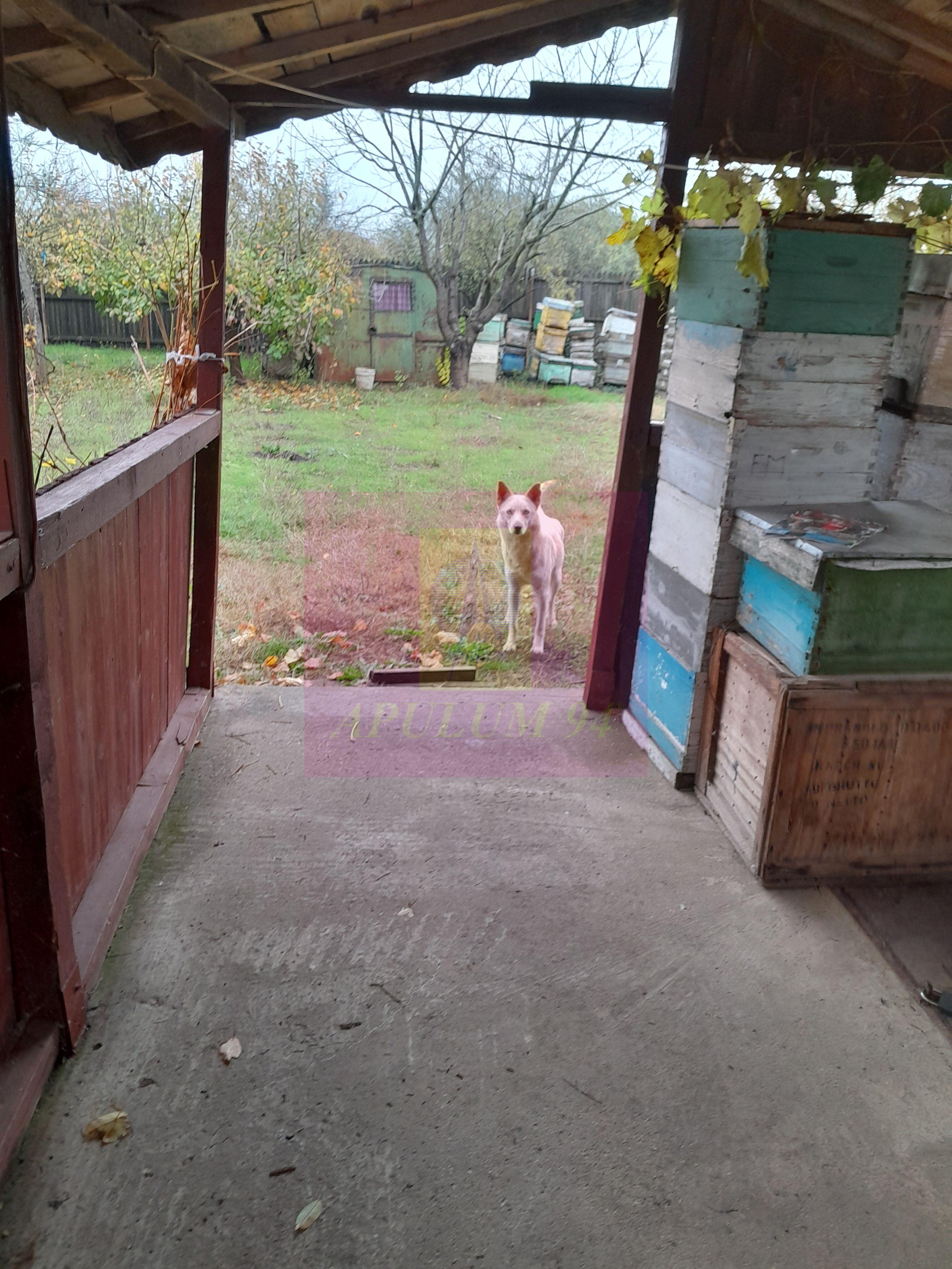 ILFOV - SE VINDE CASA IN ISLAZ / COM. BRANESTI - 44