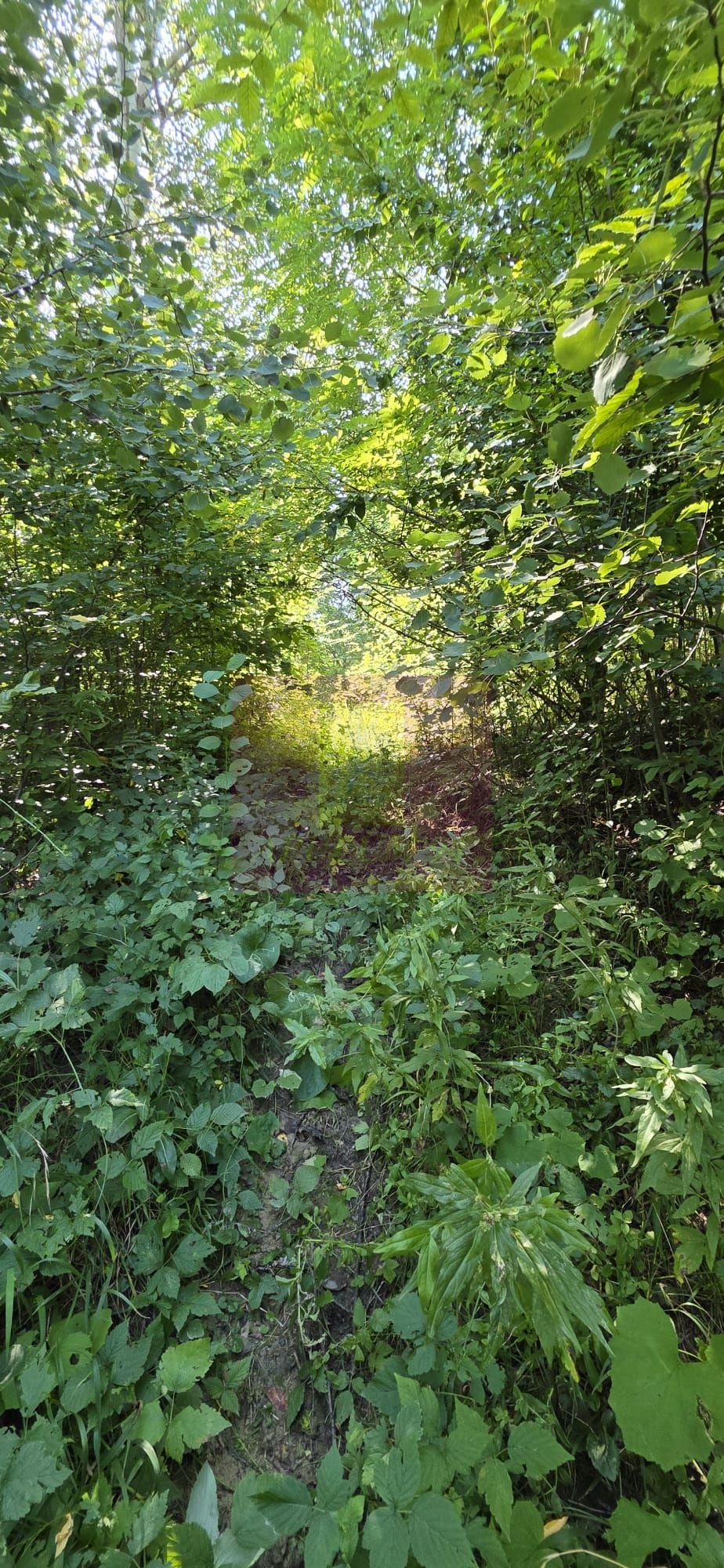 Teren intravilan de vanzare in Lunca Mare (la 10 km de Valea Doftanei) - 11