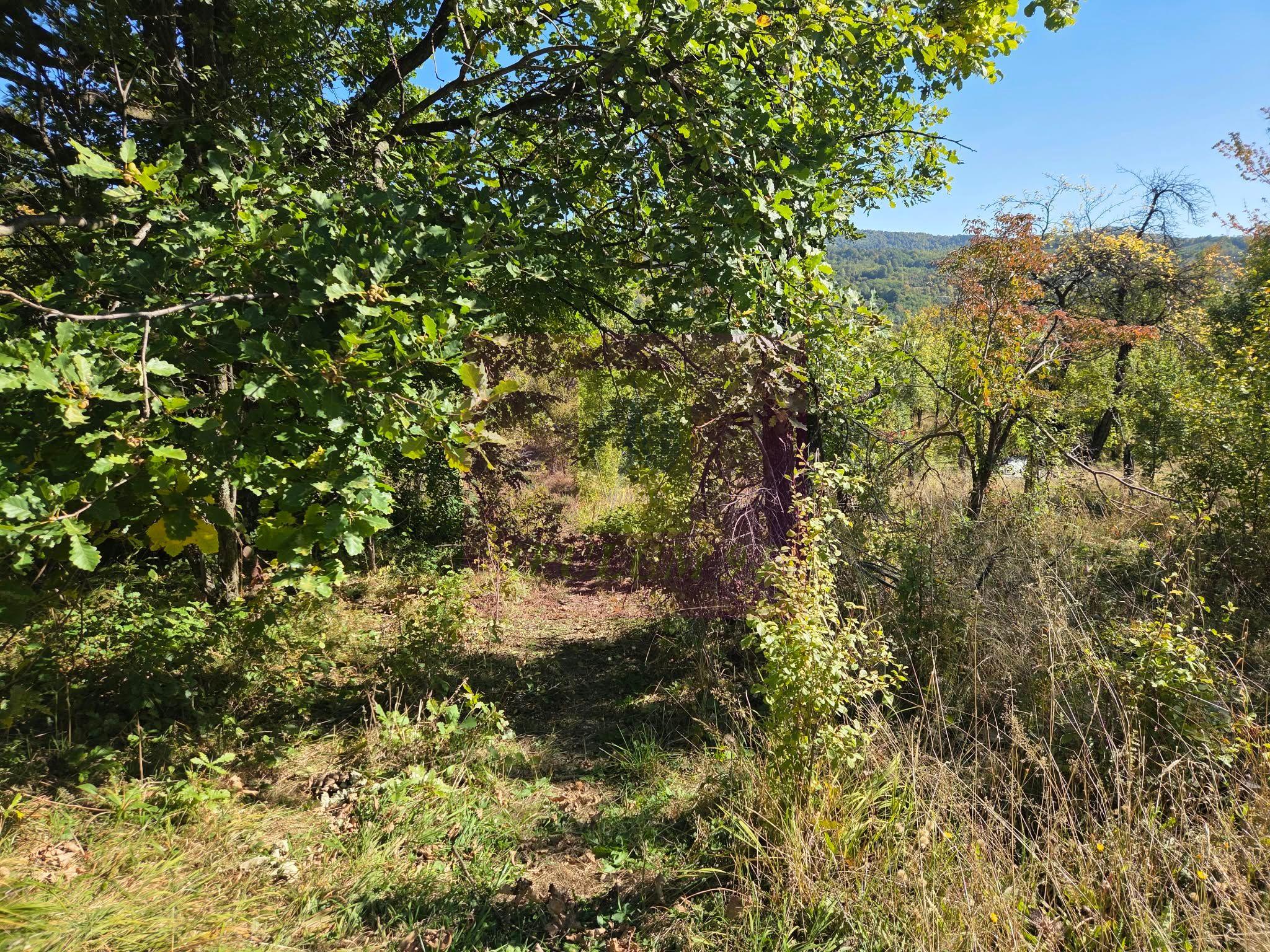 Teren extravilan de 10.452 mp de vanzare in Lunca Mare - 6