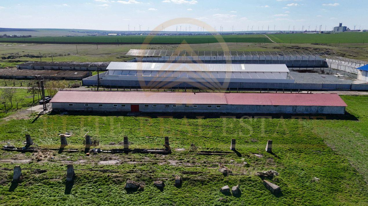 Tariverde - Ferma zootehnica functionala, 3 hectare teren intravilan! - 6