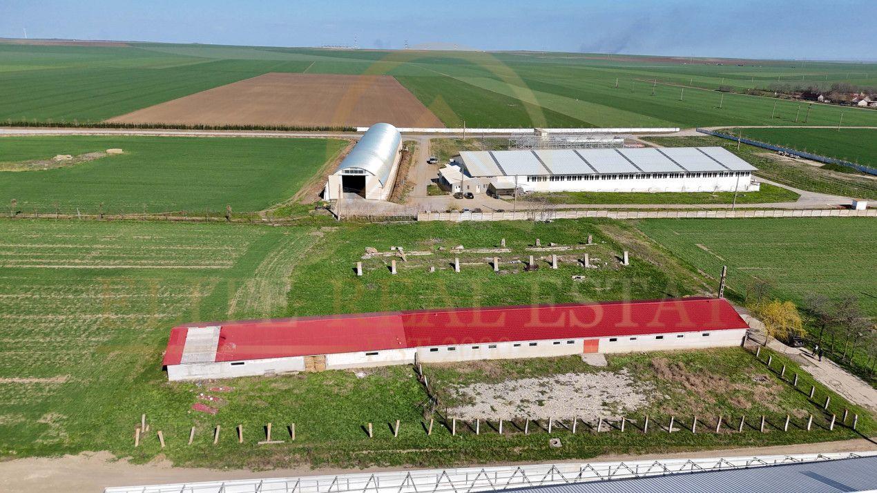 Tariverde - Ferma zootehnica functionala, 3 hectare teren intravilan! - 5