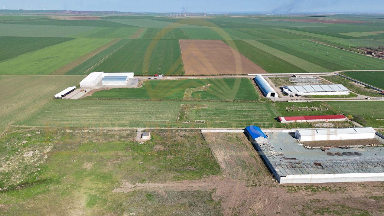 Tariverde - Ferma zootehnica functionala, 3 hectare teren intravilan! - 4