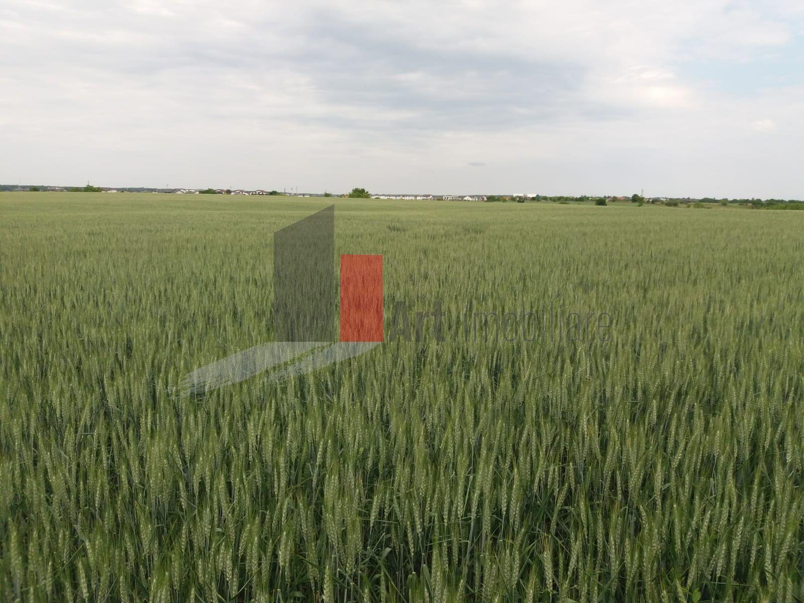 Teren Buftea cu iesire la lac - 7