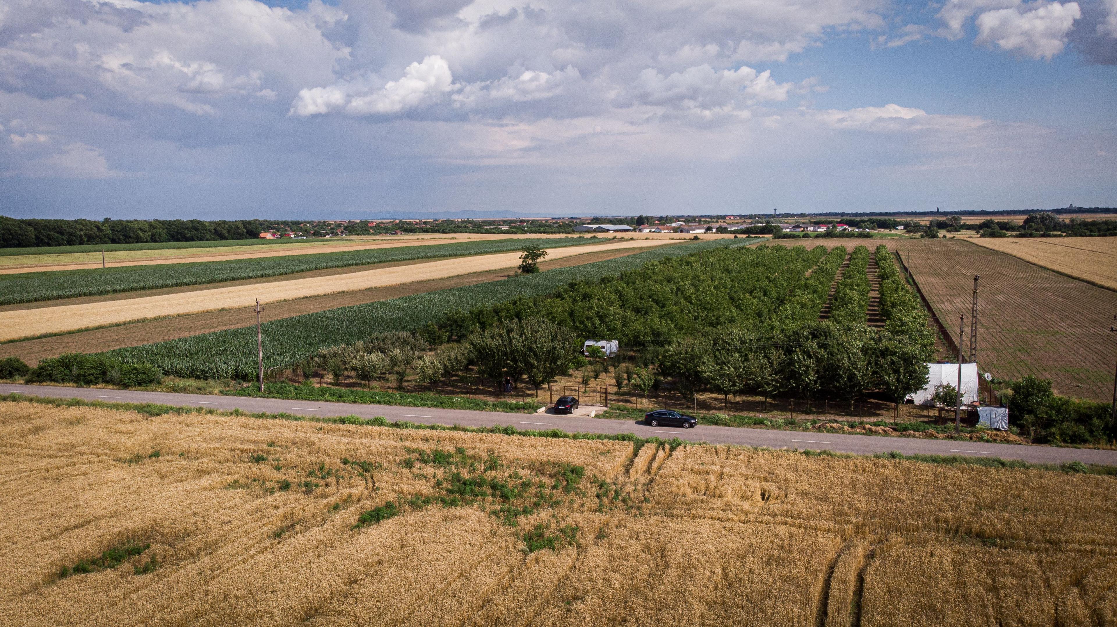 Livadă de nuci altoită și ecologică 2.5ha - 11