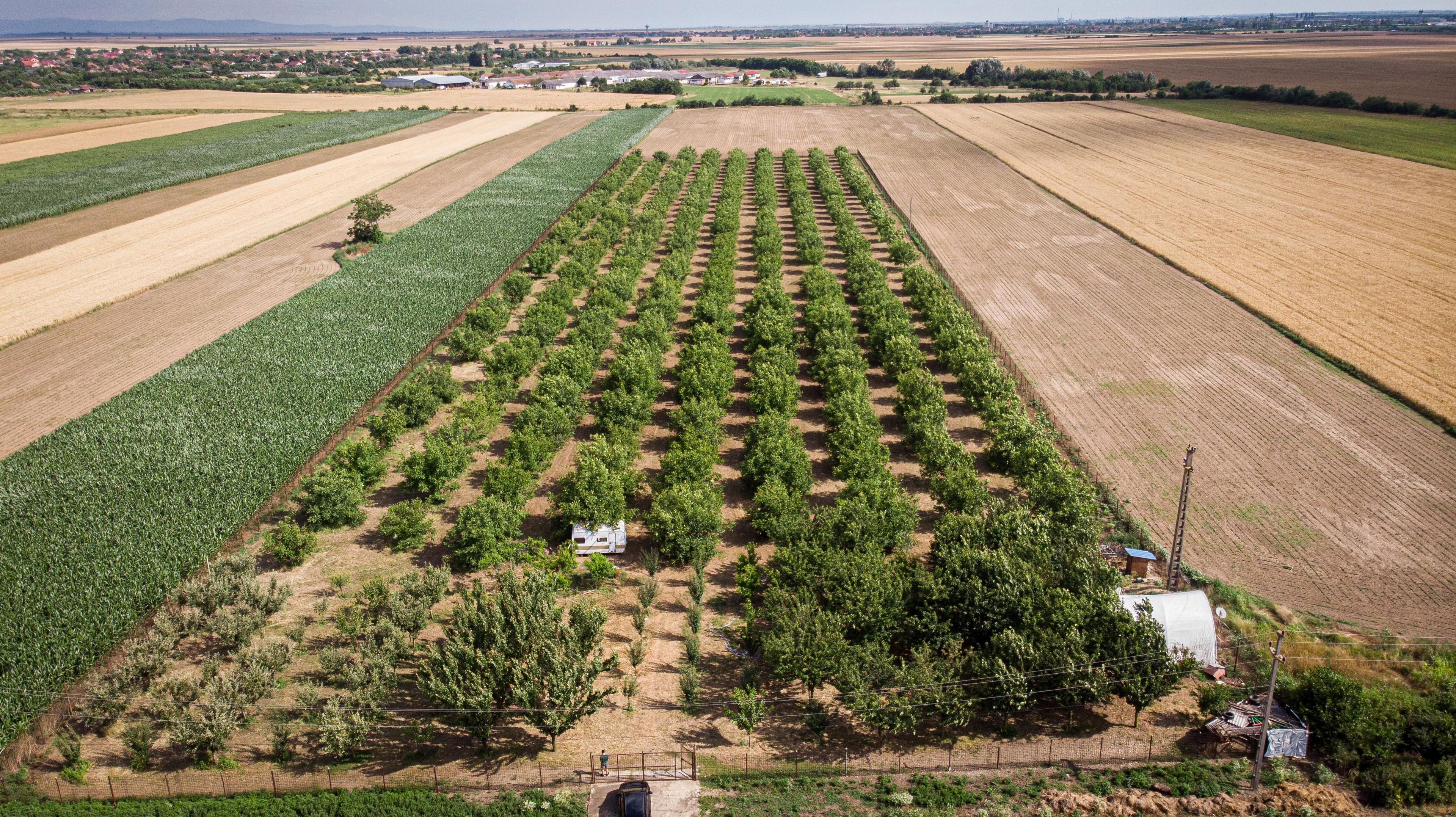 Livadă de nuci altoită și ecologică 2.5ha - 1