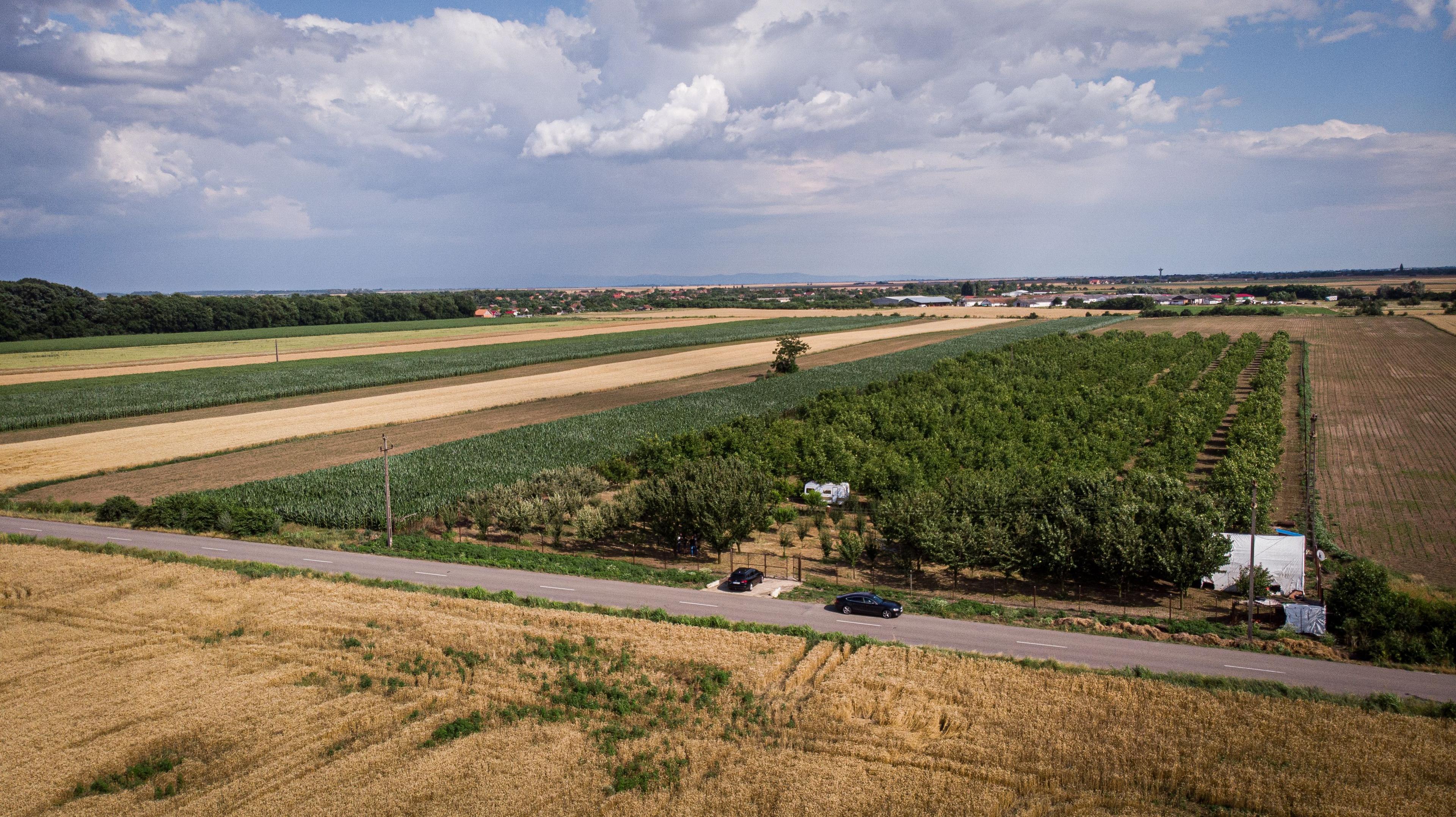 Livadă de nuci altoită și ecologică 2.5ha - 2