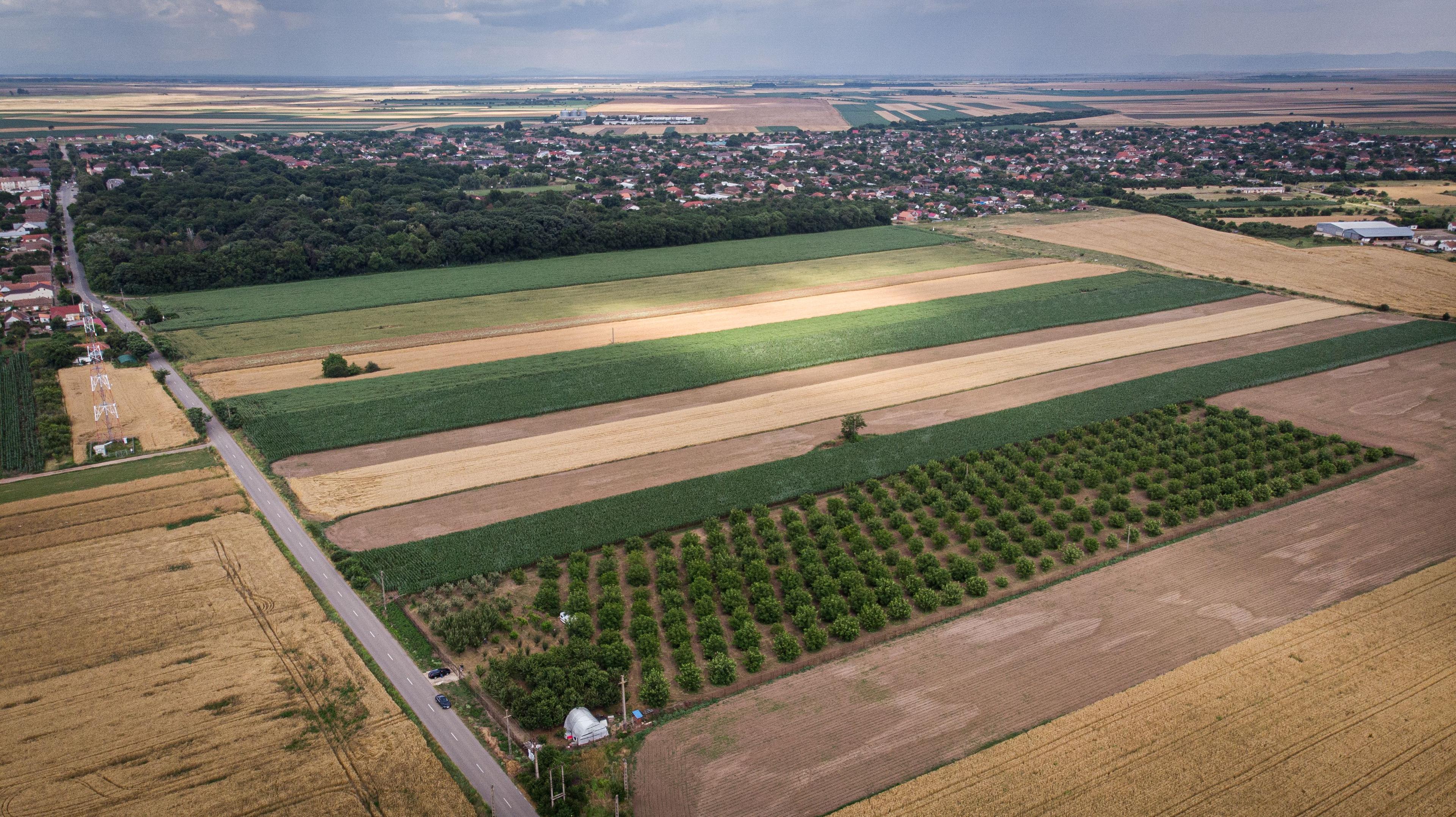 Livadă de nuci altoită și ecologică 2.5ha - 4