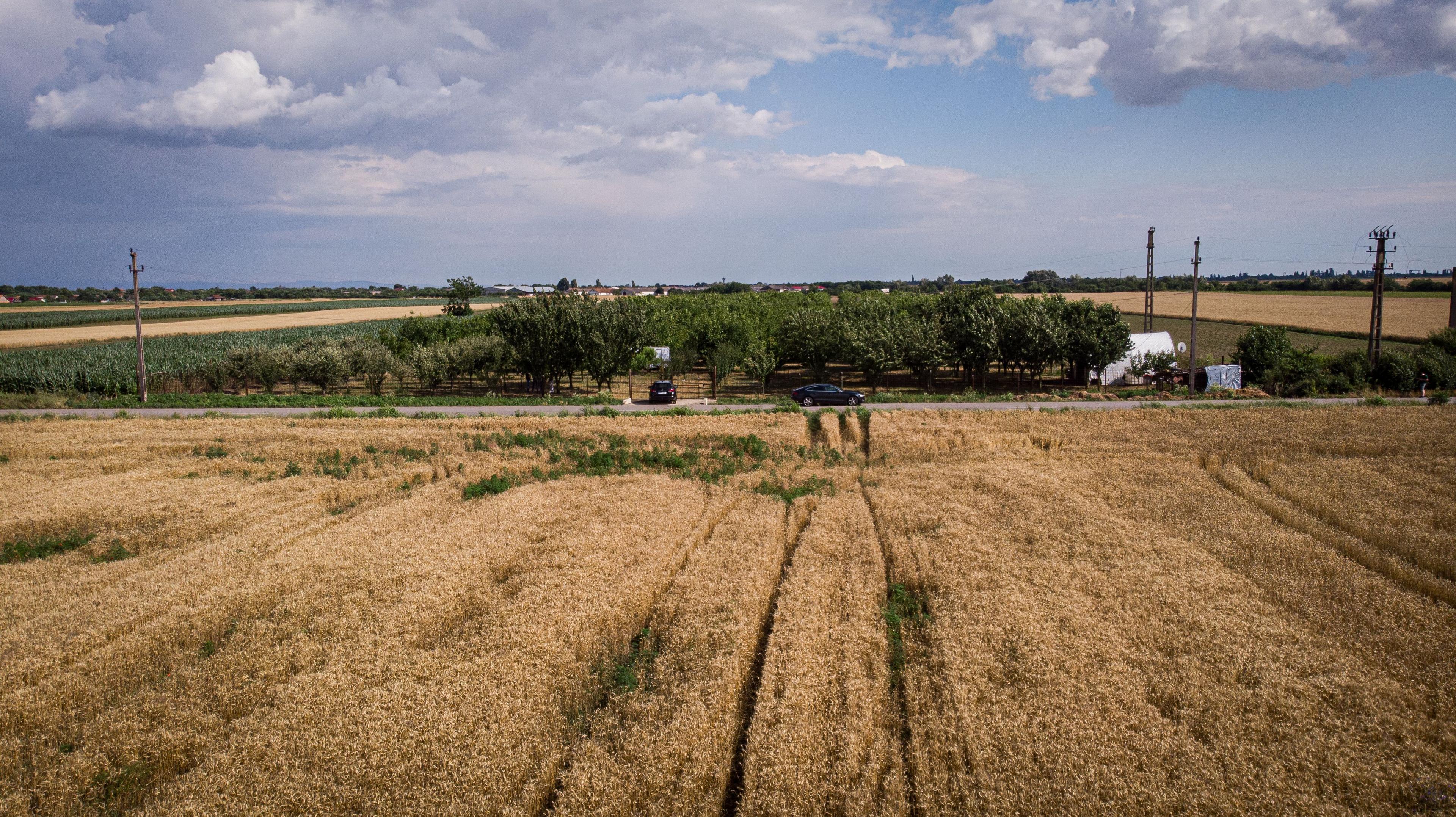 Livadă de nuci altoită și ecologică 2.5ha - 9