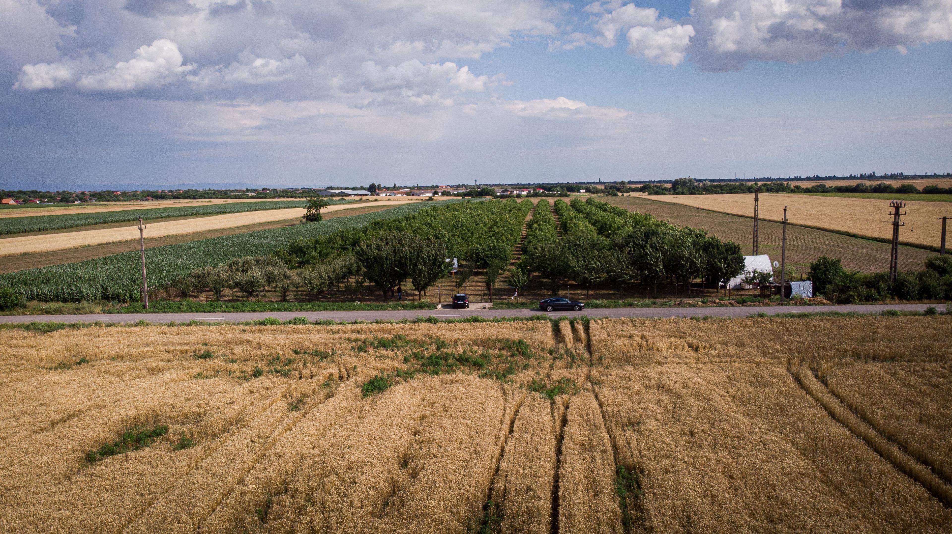 Livadă de nuci altoită și ecologică 2.5ha - 10