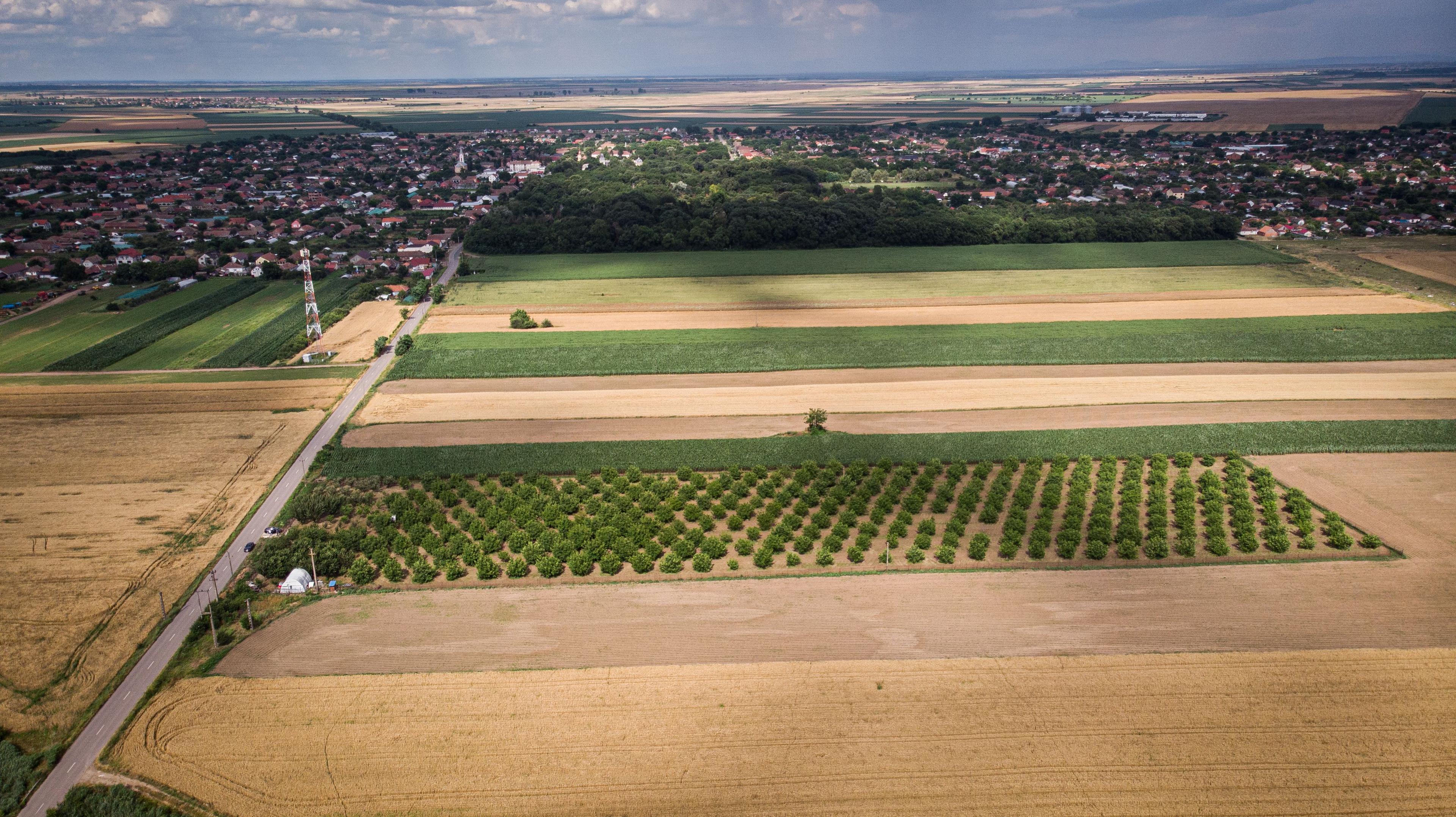 Livadă de nuci altoită și ecologică 2.5ha - 5